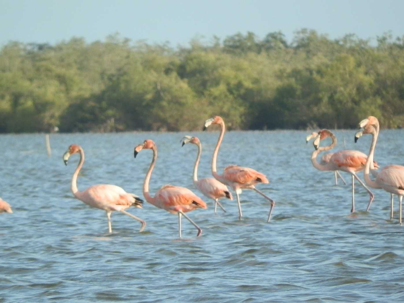 Flamingo's te Bigi Pan